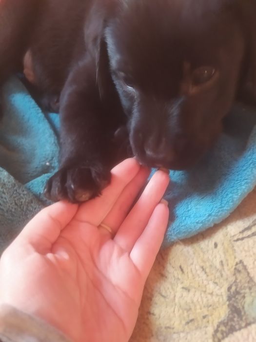 Фото не передає  всієї краси та грації цих чудових малюків.