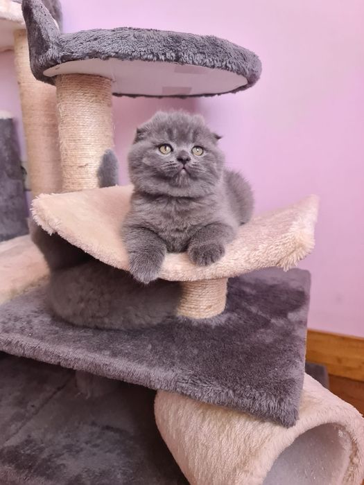 Scottish fold / straight