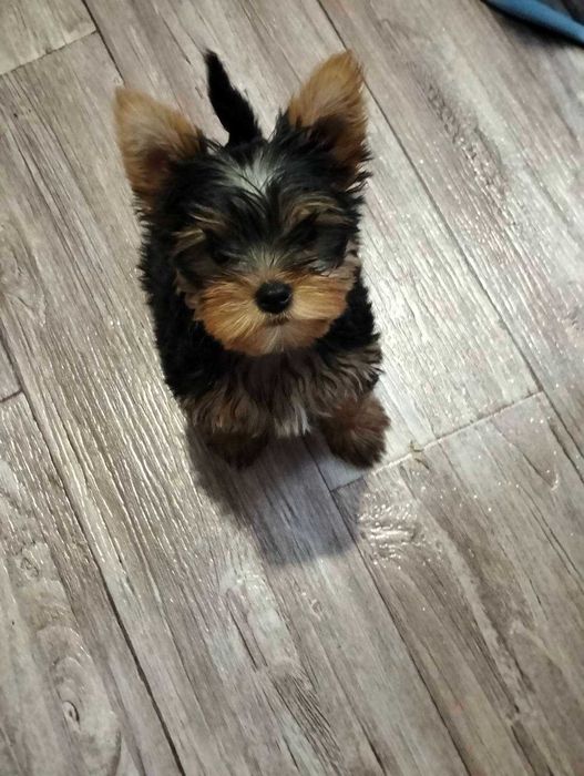 Кобель для вязки