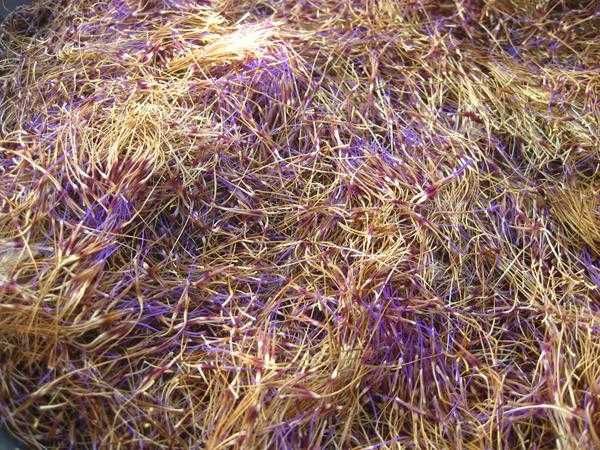 Cardo do Coalho - Cynara Carduncullus