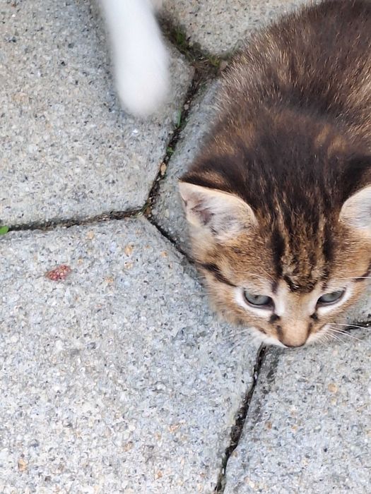 Gatinhos muito bonitos para adoção