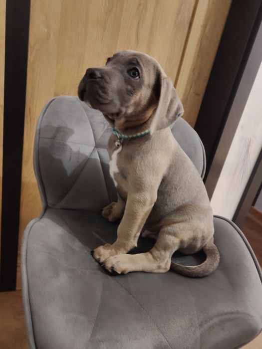 Cane corso Szczeniak Formętino SWKiPR