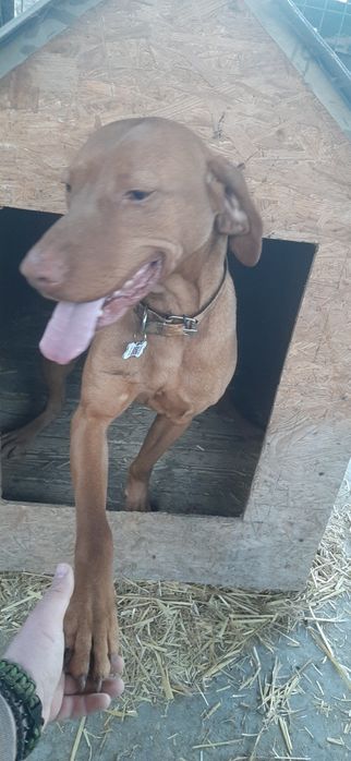 Коберь венгерська віжла  для вязки