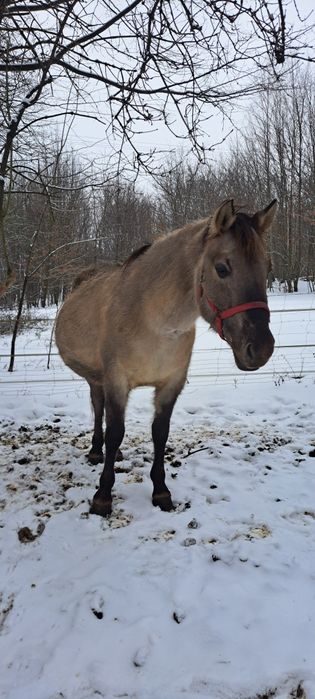 Klacze programowe Konika Polskiego