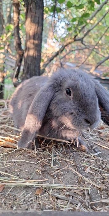 Młode króliki króliczki z kwietnia 2025 | Królik | Króliczki |