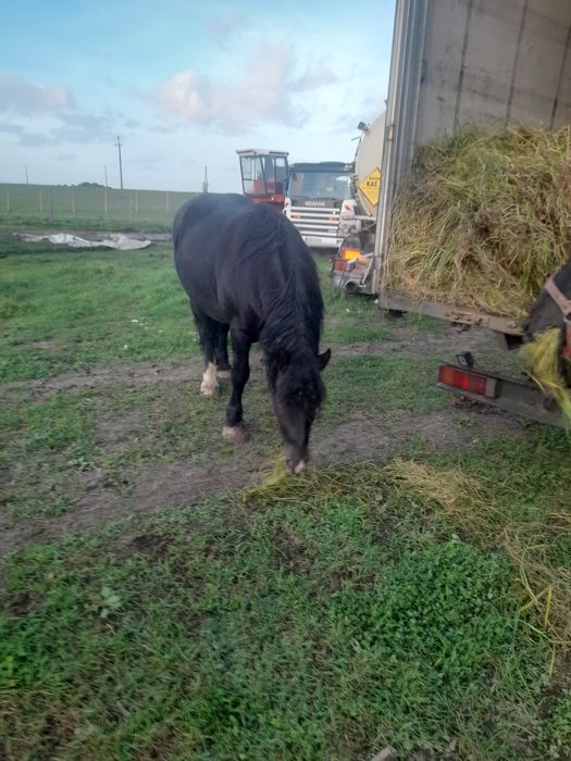 Sprzedam konie zimnokrwiste