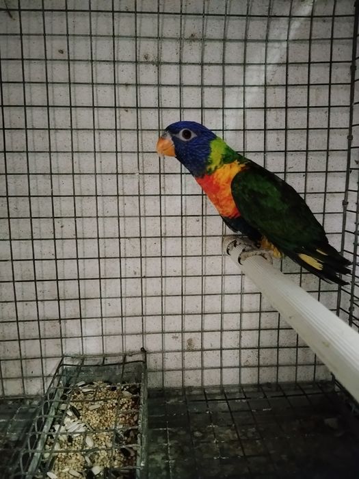 Tenho várias aves para ceder