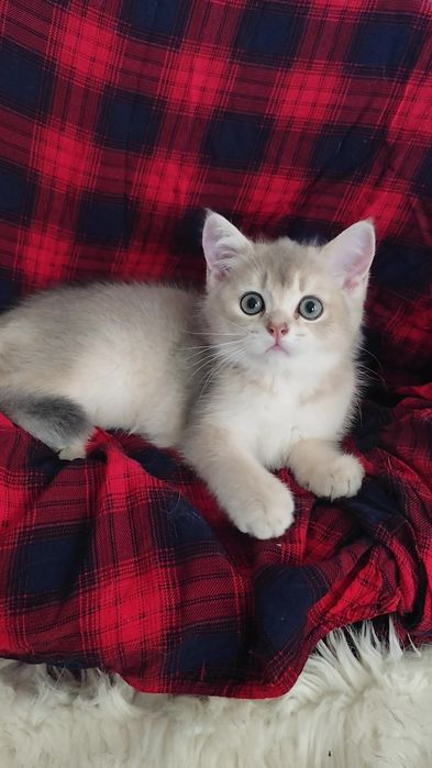 Супер шикарний котик шотландська золота шиншила