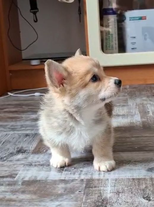 Продам щенков вельш корги пемброк (цуценята вельш коргі пемброк)