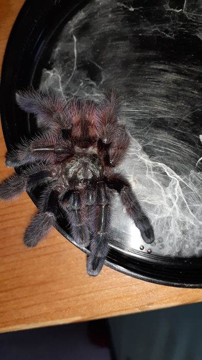 Caribena versicolor samiec l8 / L9