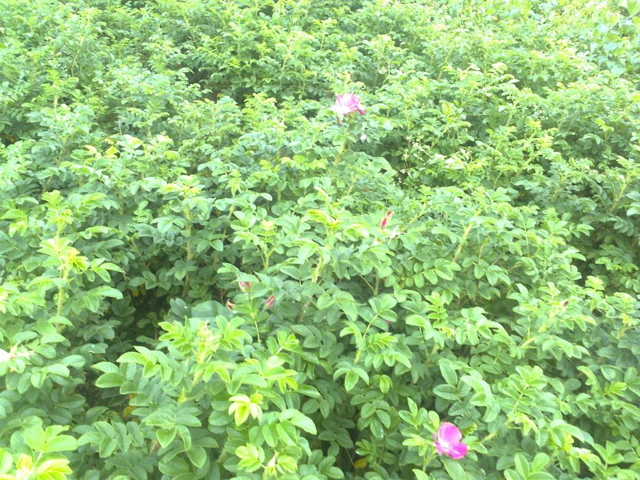 Róża rugoza  sadzonki roczne