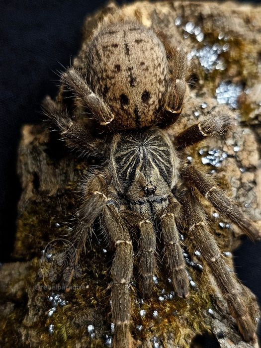 Pterinochilus lugardi samica 2DC