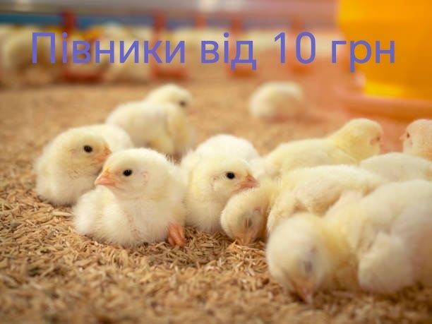 Півники Петухи Півні Півень Несушка Курчата Циплята Птиця ДОБОВІ кури