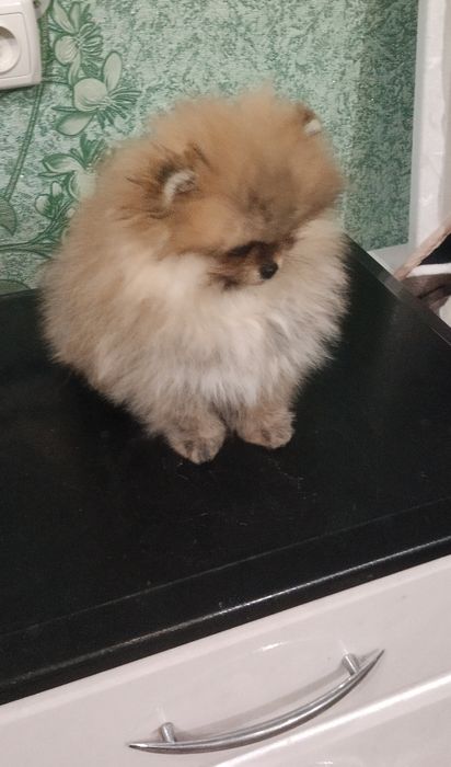 Мальчик померанский шпиц КСУ-FCI