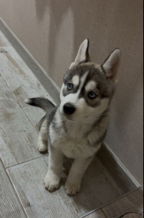 Девочка хаски, милашка.