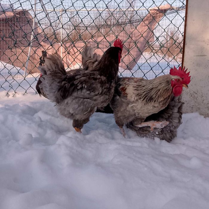 Продам домашних петухов!