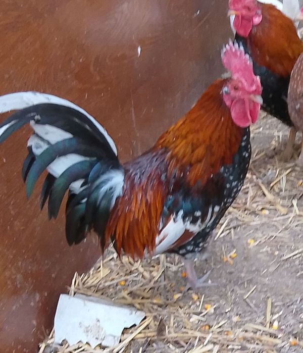 Кури,півні  брама віандот корольки.