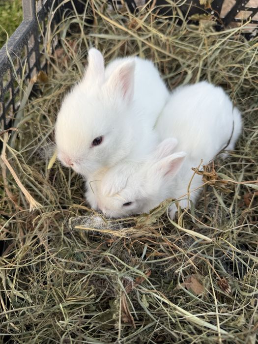 Декоративні кролики