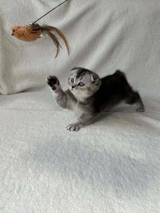 Продам замечательных котят