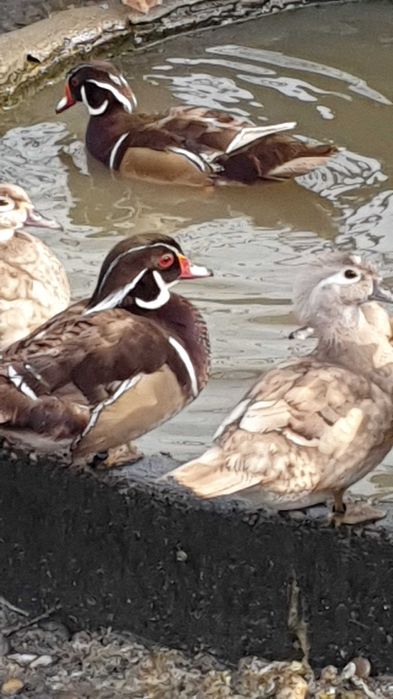 Gansos perus galinhas fracas cisnes