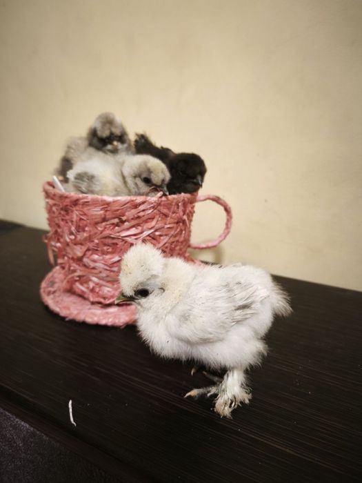 Продам інкубаційне яйце курей породи Китайські Шовкові