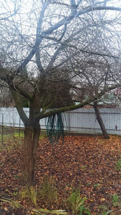 Дерева вишні безкоштовно