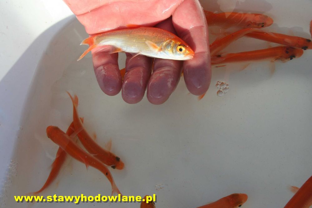 JESIOTRY 5 rodz. Sandacz miętus pstrąg karaś karp koi,orfa lin-WYSYŁKA