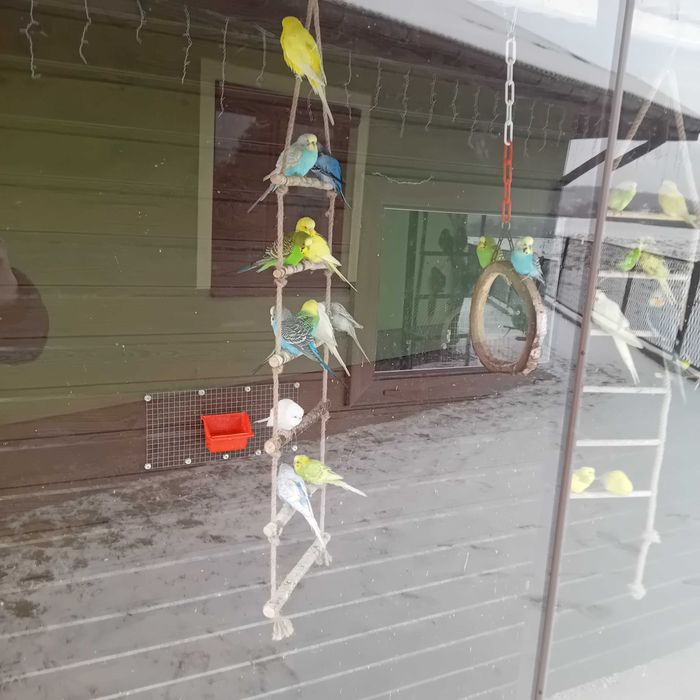 Drabinka dla papug i ptaków
