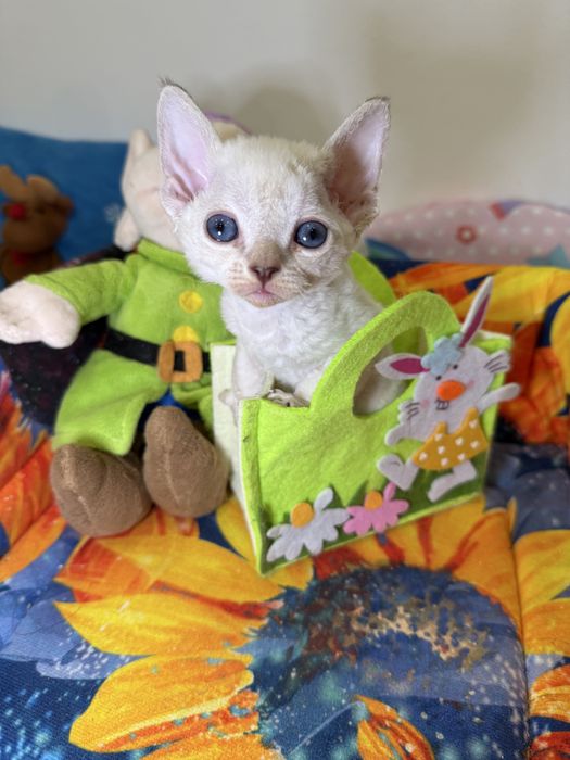 Девочка, 1,5 месяца, в любящую семью