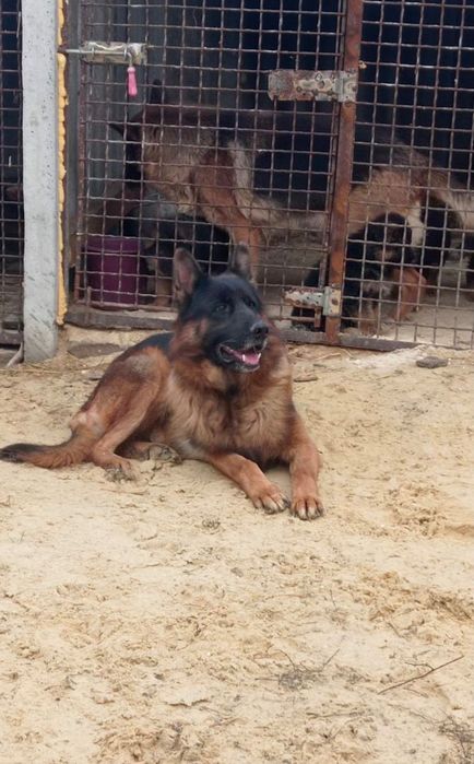 Продам цуценя німецької вівчарки