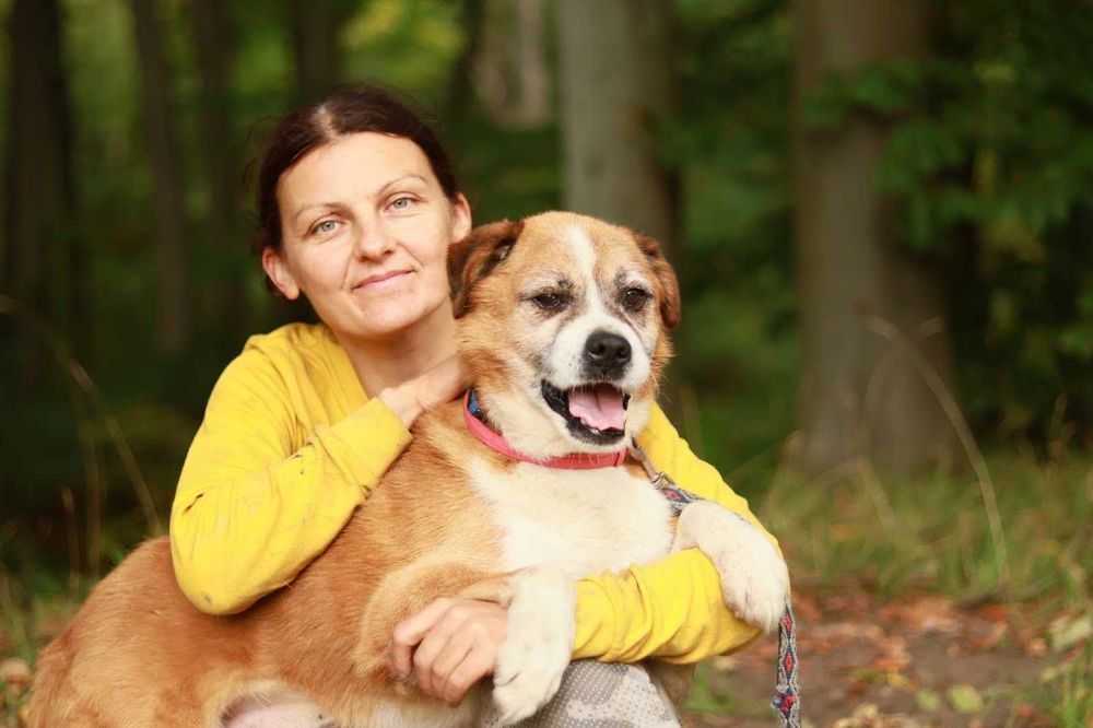 JASKIER - 10 lat, 16kg, łagodny, mix BOKSERA, przekochany. [FILMIK}