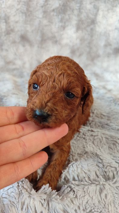 Pudel toy miniatura Red