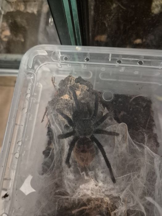 ptasznik Chromatopelma cyaneopubescens