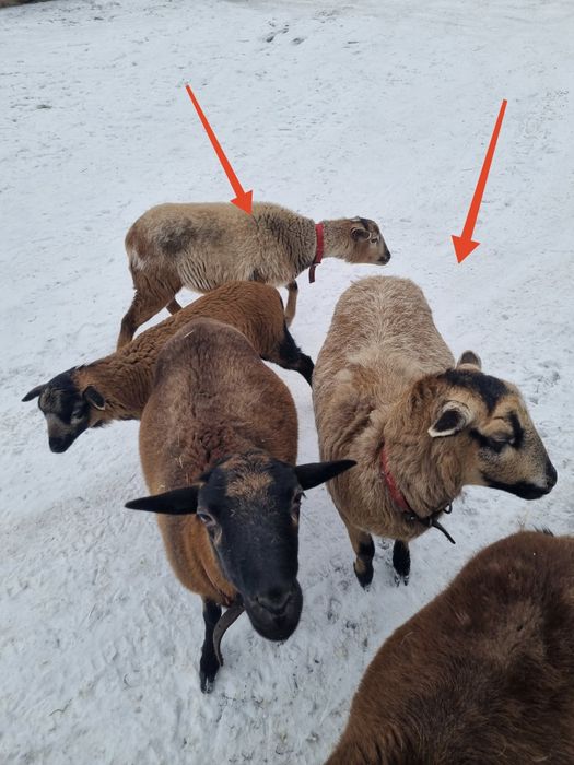 Sprzedam owce kameruńskie barbados