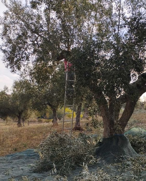 Azeite Bio Virgem Extra  - Ribatejo