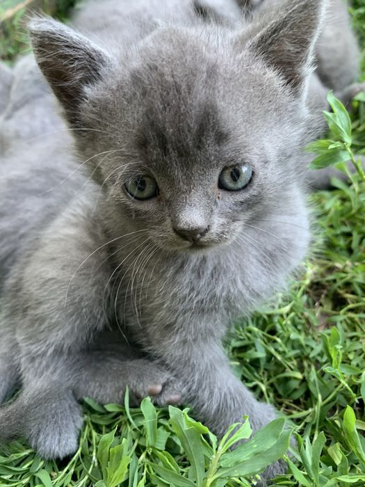 Віддамо безкоштовно кошенят, котят, мама кішка британка