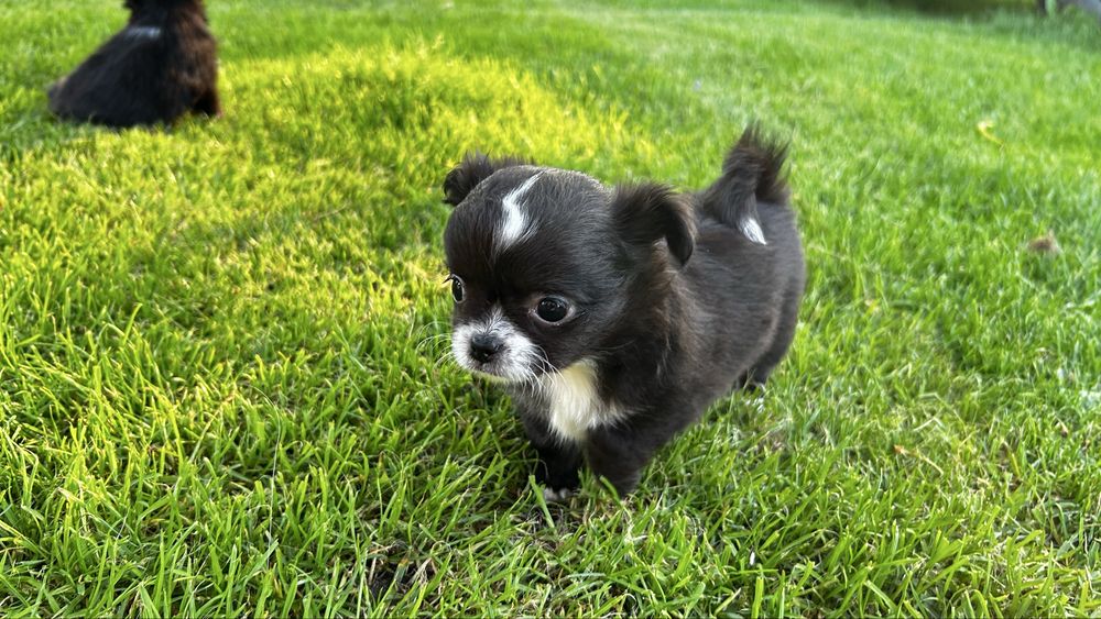 Chihuahua suczka dlugowlosa