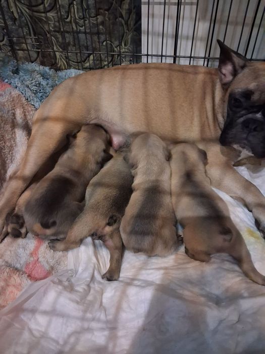 Французский бульдог