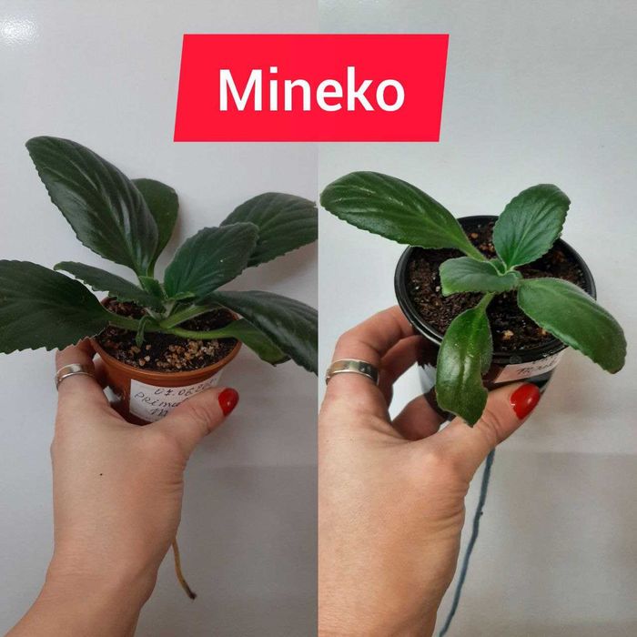 Хириты детки разные сорта