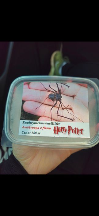 Amblypygi Euphrynichus bacillifer