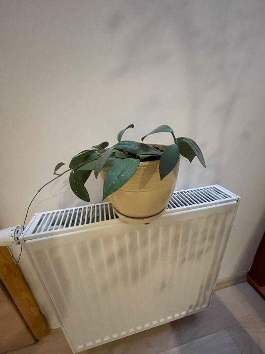 Hoya sadzonka ukorzeniona