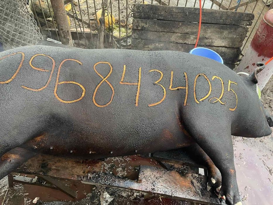 Продам свині на м'ясо   приймаю замовлення на забій