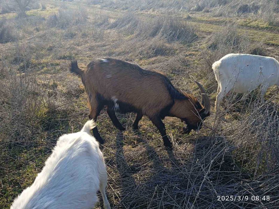 Альпійський козел, цап