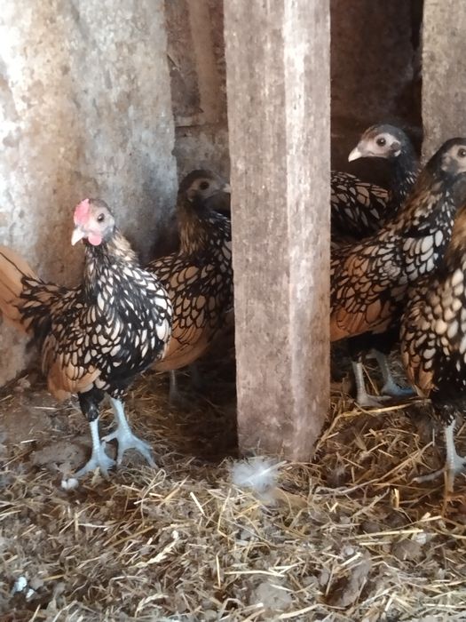 Продам сібрайт лимонний 250 грн