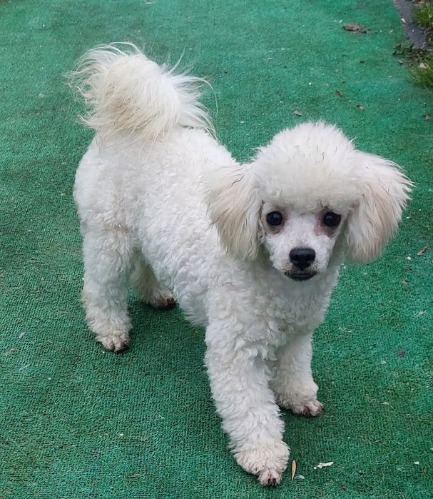 Piękna pudel toy biały