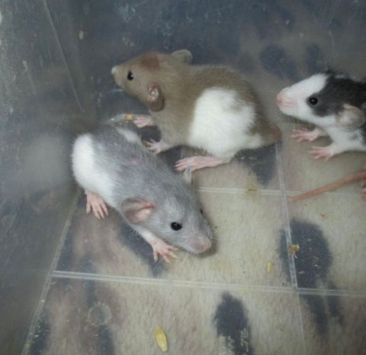 крыски самки и самци