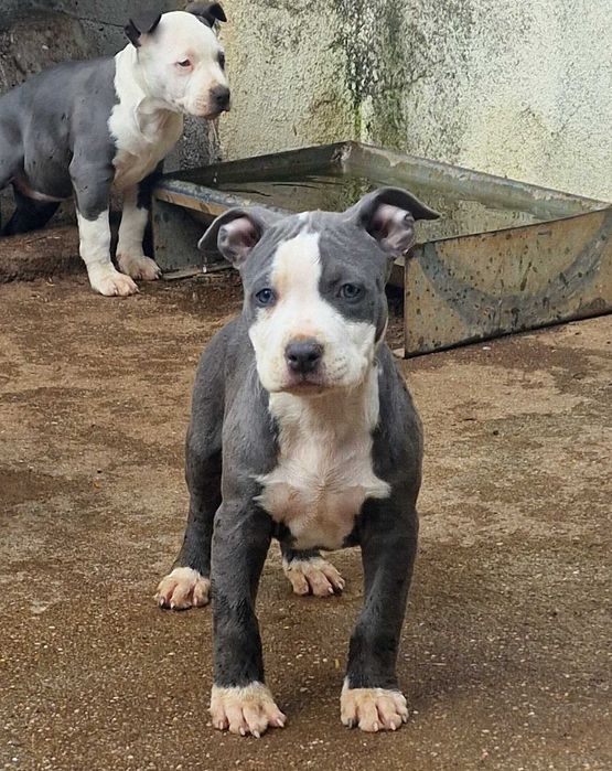 AMERICAN STAFFORDSHIRE TERRIER Canil Of Greatwarriors