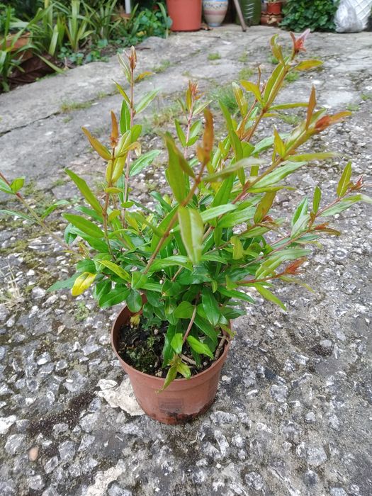 Romanzeira de Jardim - púnica