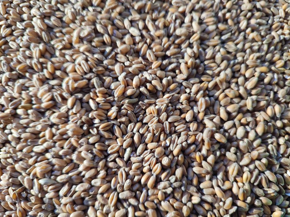 Pszenica.          .