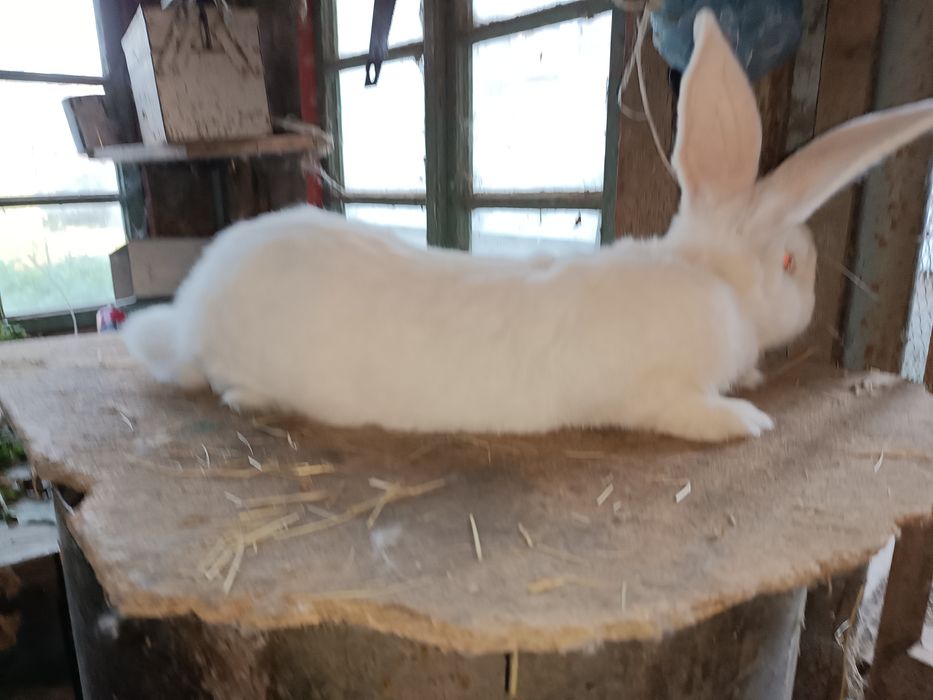 Дорослі кролі фландер